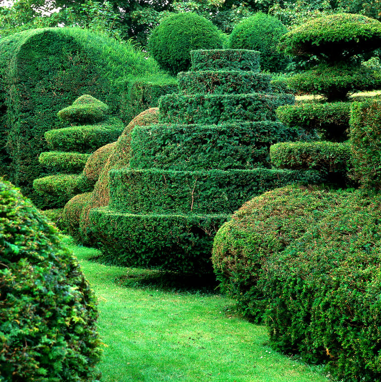 Topiary with Yew