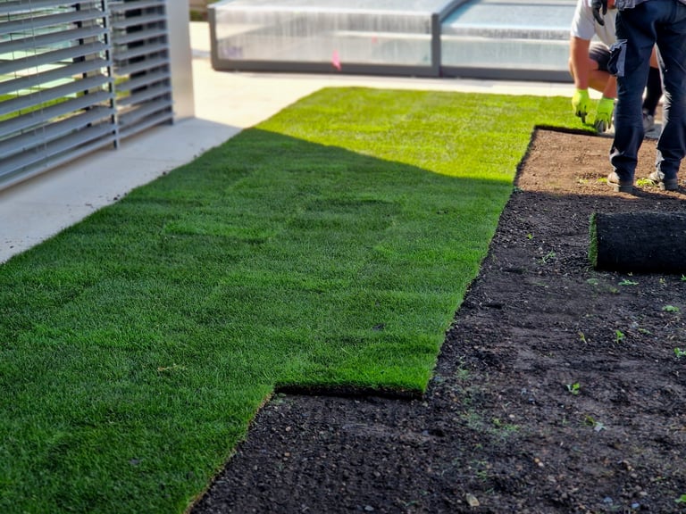Laying grass turf in the family garden a roll of sod is driven onto the plowed surface of the soil