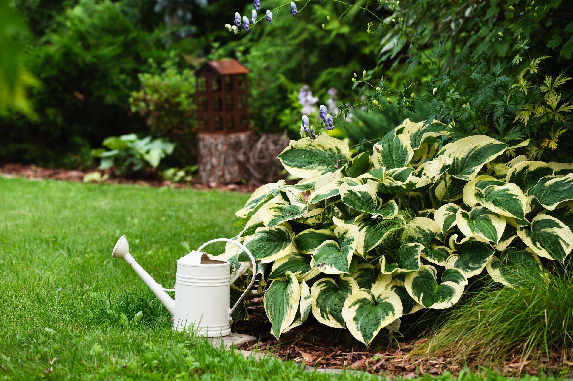 hosta plant and watering can in summer ornamental garden