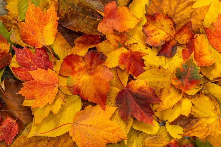A dense carpet of mostly yellow maple leaves, perfect for nature backgrounds, fall designs, or seasonal marketing content